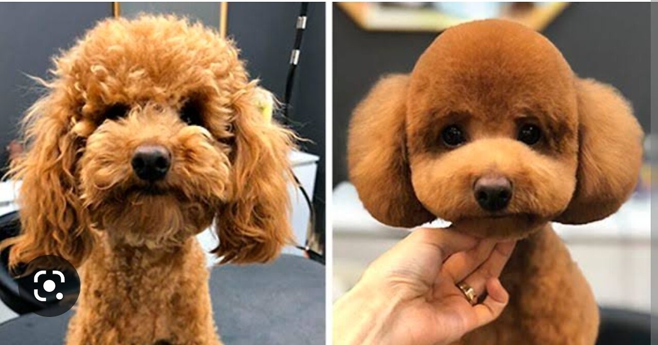 Adorable puppies needed a grooming session! ✂️✂️