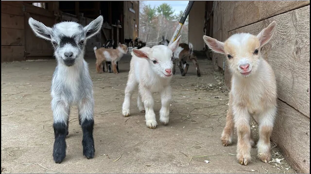 24 Curious goat kids!