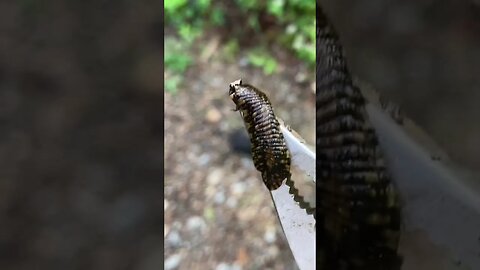 Removing a Parasitic creature from a Baby Snapping Turtle