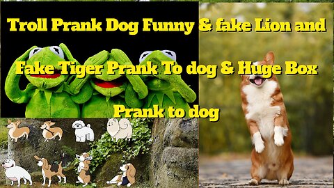 Troll Prank Dog Funny & fake Lion and Fake Tiger Prank To dog & Huge Box Prank to dog