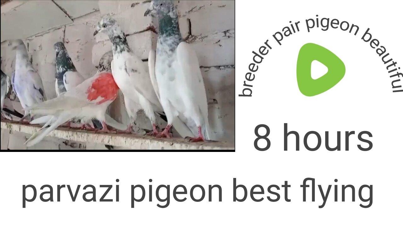 Beautiful pigeon parvAzi best flying