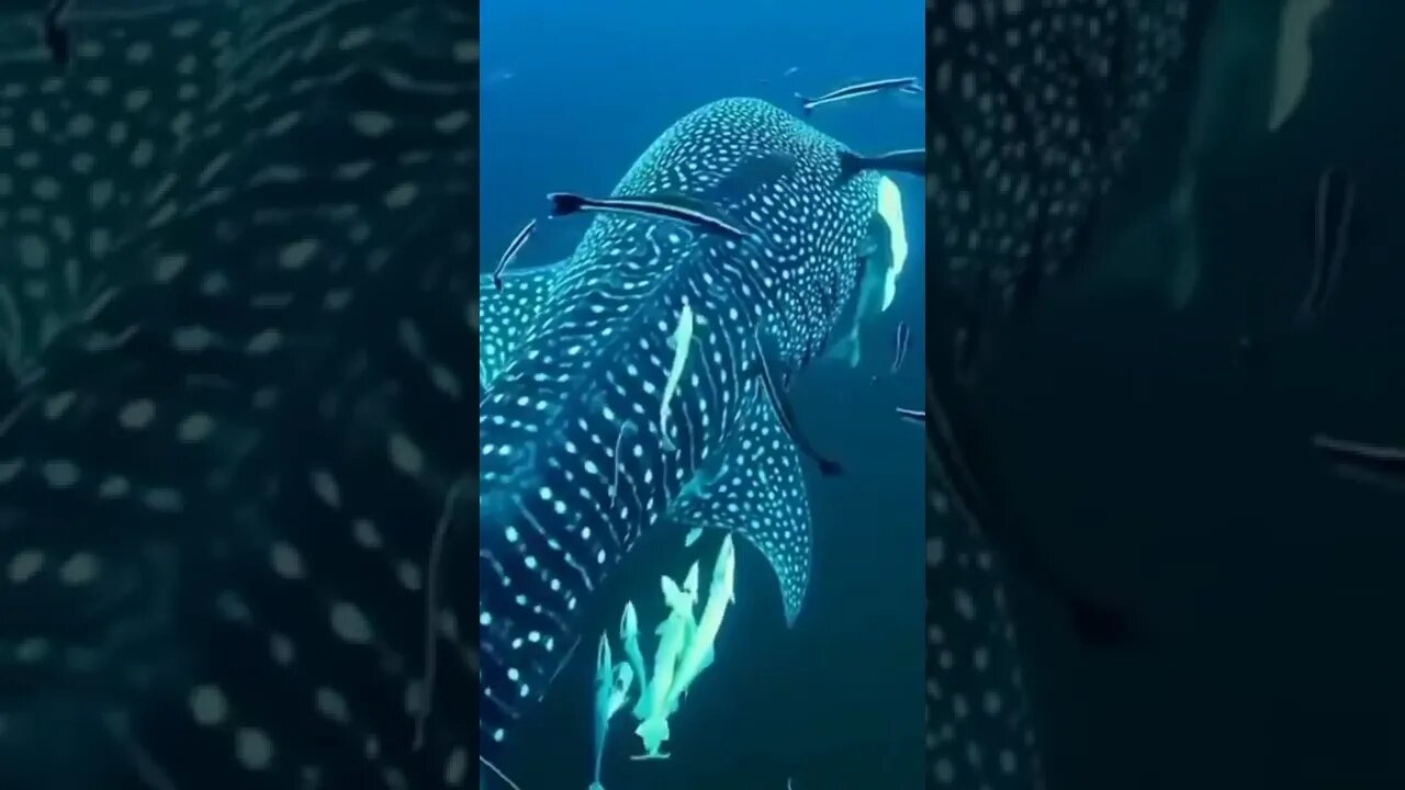 Amazing