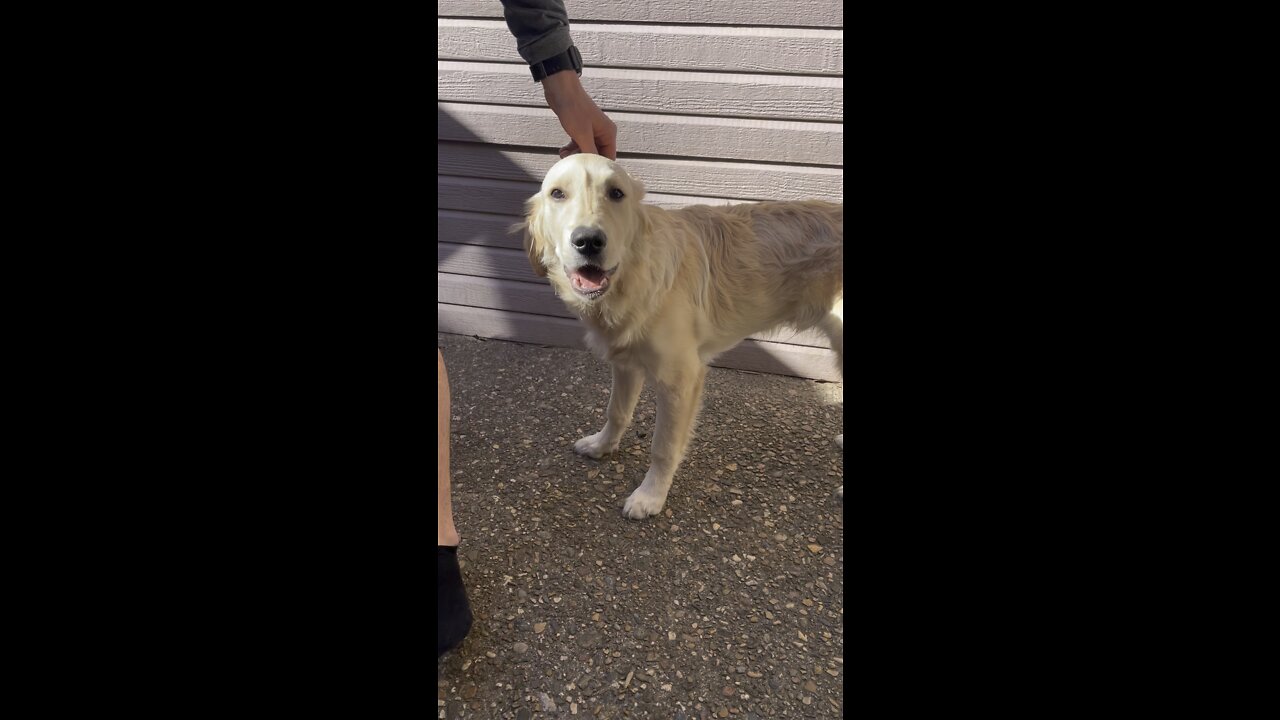 CUTE GOLDEN RETRIEVER WAKING UP FROM A GOOD NAP🥺🥰