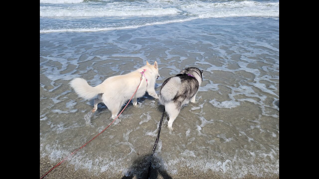 My Husky, My Best Friend - Walkies