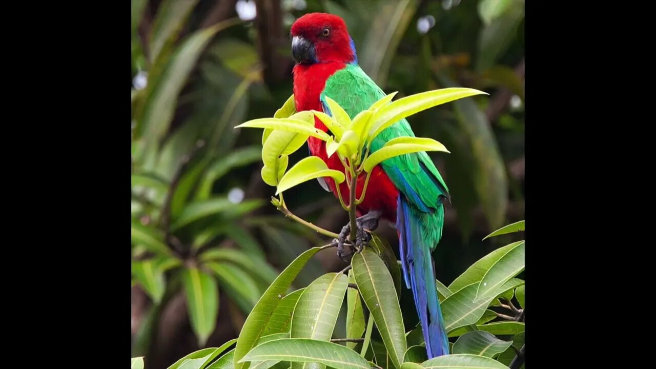 How to verify Fiji and Kadavu Island animals
