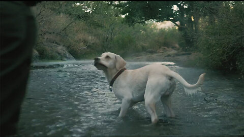 Dog catches a ball in a river #mayafunnyvideo