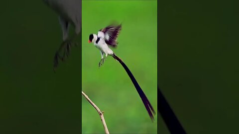 Beautiful Pin Tailed Whydah Courtship #shorts #short