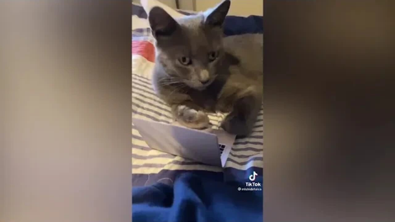 Why Cats dont want to leave you ALONE! TikTok Trend