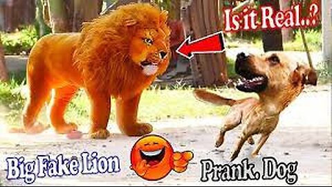 Troll Prank Dog Funny & fake Lion and Fake Prank To dog & Huge Box Prank to dog