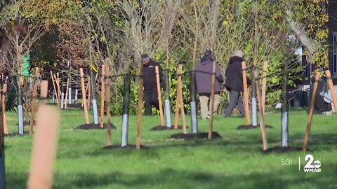 Turner Station gets an upgrade with 'Witness Trees'