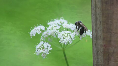 Sitting on my back porch in June