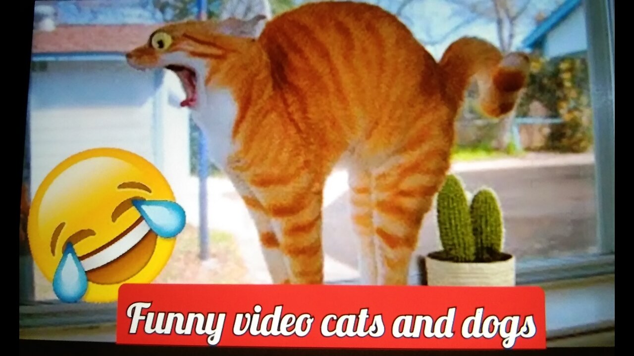 1 hour trending funny animals 😂 funniest cats🐈 and dogs 🐕