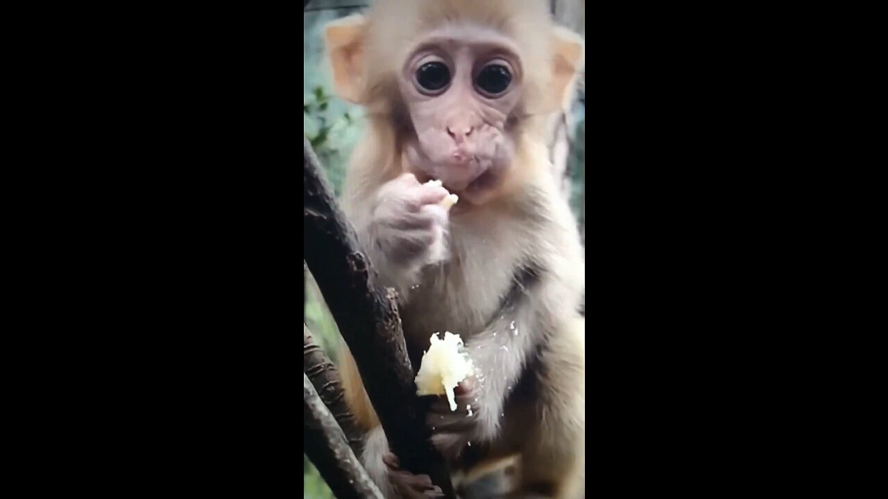 Baby cute monkeys are gifted of the wild nature!