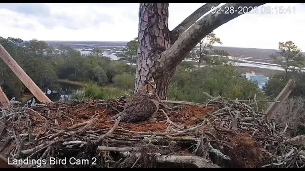 Breakfast For Mom and Her Owlet 🦉 2/28/22 08:13
