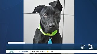 Pet of the Week: Cane