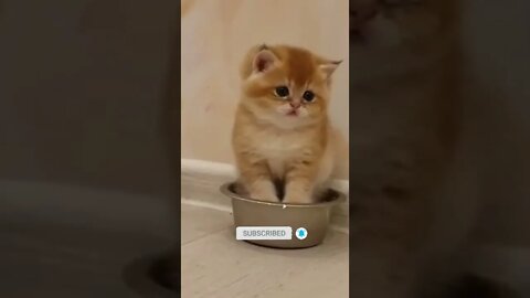 funny cat videos | cute cat videos| cute animals funny cats #shorts #shortsfunny #cutecat #funnycat