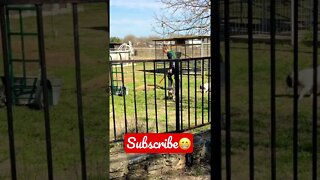 She’s a machine! 🤣 #shorts #viral #tiktok