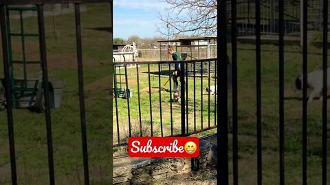 She’s a machine! 🤣 #shorts #viral #tiktok