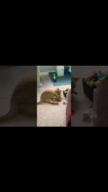 My cat loves this banana toy