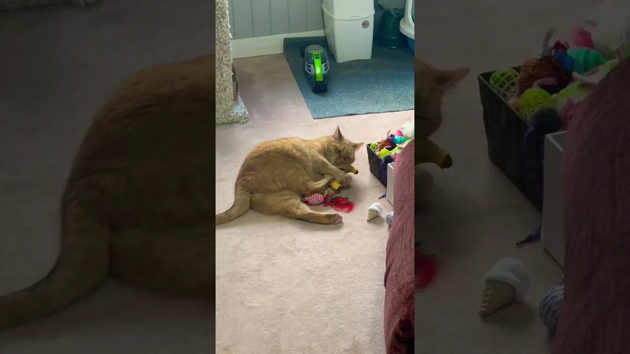 My cat loves this banana toy