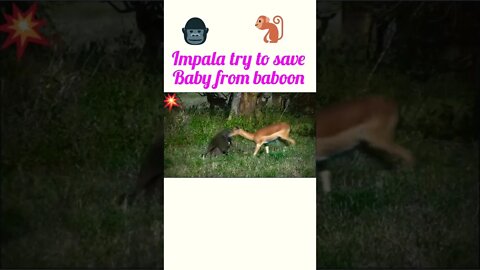 Impala try to save baby from baboon ❤️