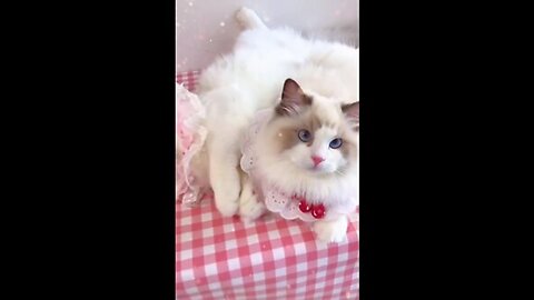 Aww cute cat videos funny Vol5❤️ Cat Cash Compilation chines💚 Tiktok Cat Meow