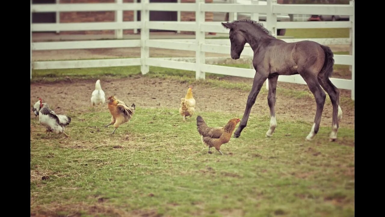 Why Did Horse Eat Live Baby Chicks - It Depends