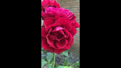 Roses and Banana Plants in the garden.