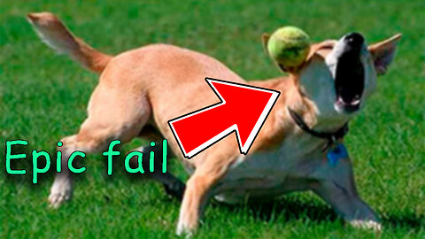 FUNNY FAIL ANIMAL VIDEO #2
