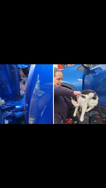 Cat Rescued From The Wheel Arch Of Vehicle
