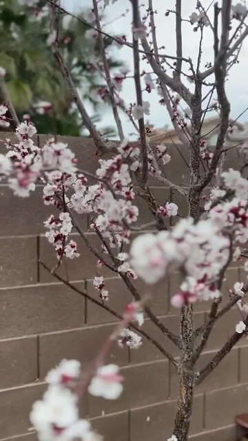 Courtesy Julie Genco