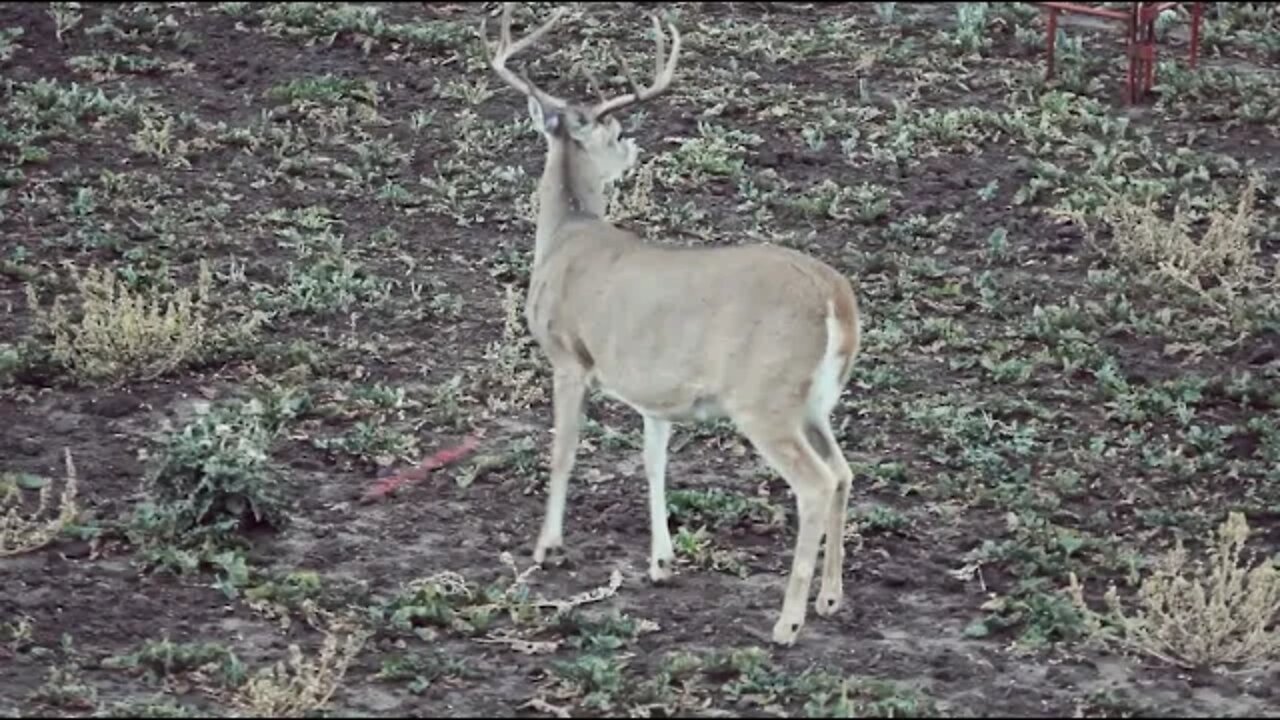 Early Season Whitetail WONDER! EXCELLENT Quartering Away Shot in Wyoming.