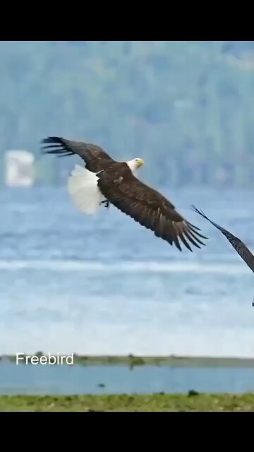 beautiful #dance #eagle #eagles #eagleempire🦅