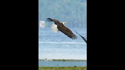 beautiful #dance #eagle #eagles #eagleempire🦅