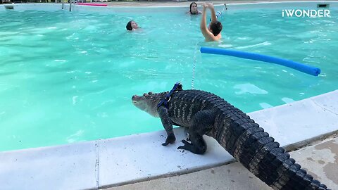 Wally The Alligator Just Wants To Cuddle With You