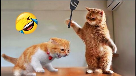 Funniest cat videos 2023😁 funny cat and dog 🐶 videos