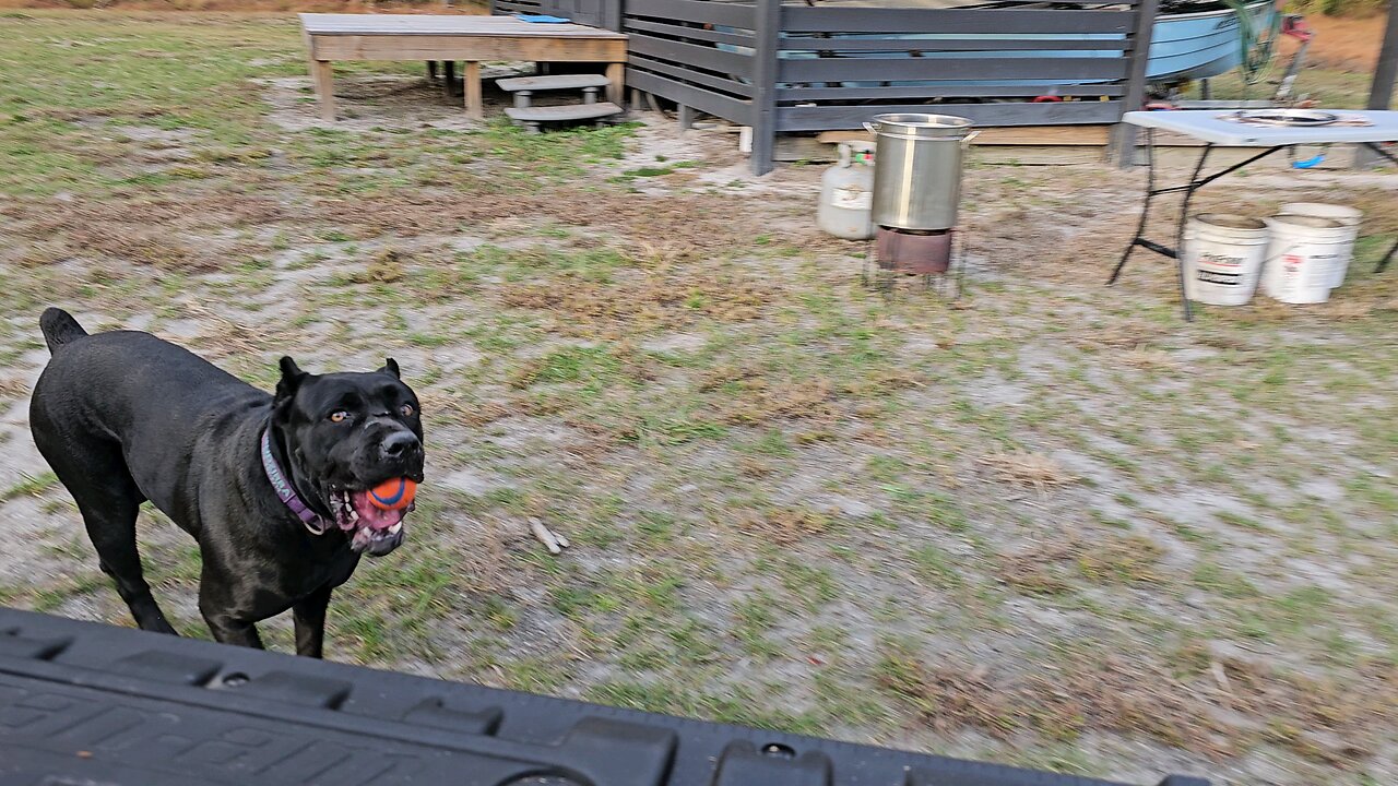 cane corso chase