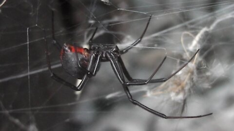 Deadly Australian black widow found in garage!