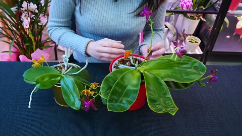 Why Orchid roots DON'T need light and clear pots