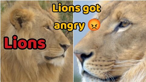 One lion got angry with the other lion / Relaxing music @Relax Clips 2 #relaxing #meditation