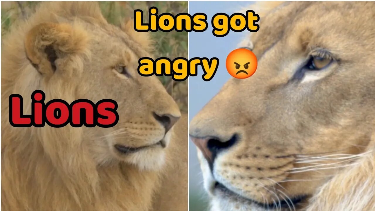 One lion got angry with the other lion / Relaxing music @Relax Clips 2 #relaxing #meditation