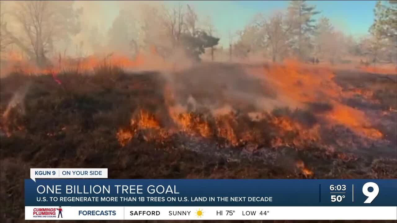 One billion trees: State nurseries work to help with federal reforestation goals