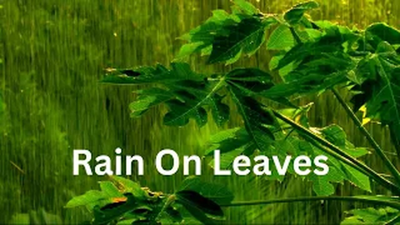 Serene Sounds: Relaxing Raindrops on Leaves for a Peaceful Sleep