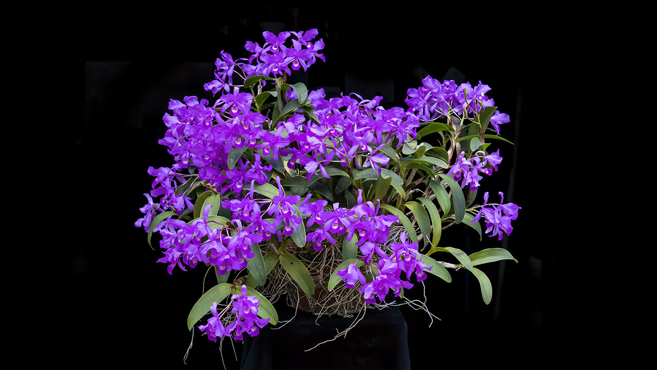 2023-4 April St. Augustine Orchid Society's Virtual Show Table