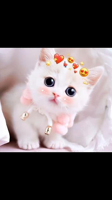 Funny and 🥰 cute 😺😺 cat video