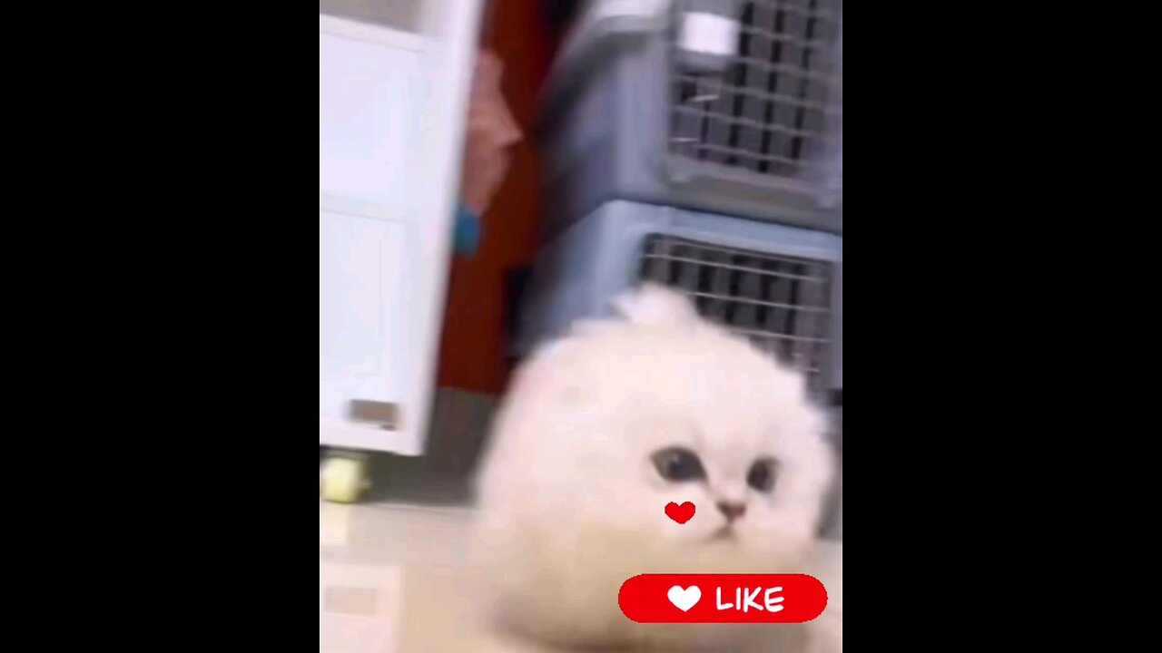 funniest *cute*cat's_trending*video_🙈🙀😱