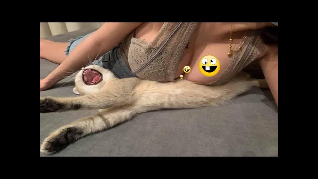 Funniest Animal Videos😂 - Funny Cats😹 & Crazy Dogs🐶 Videos 2023!! #2