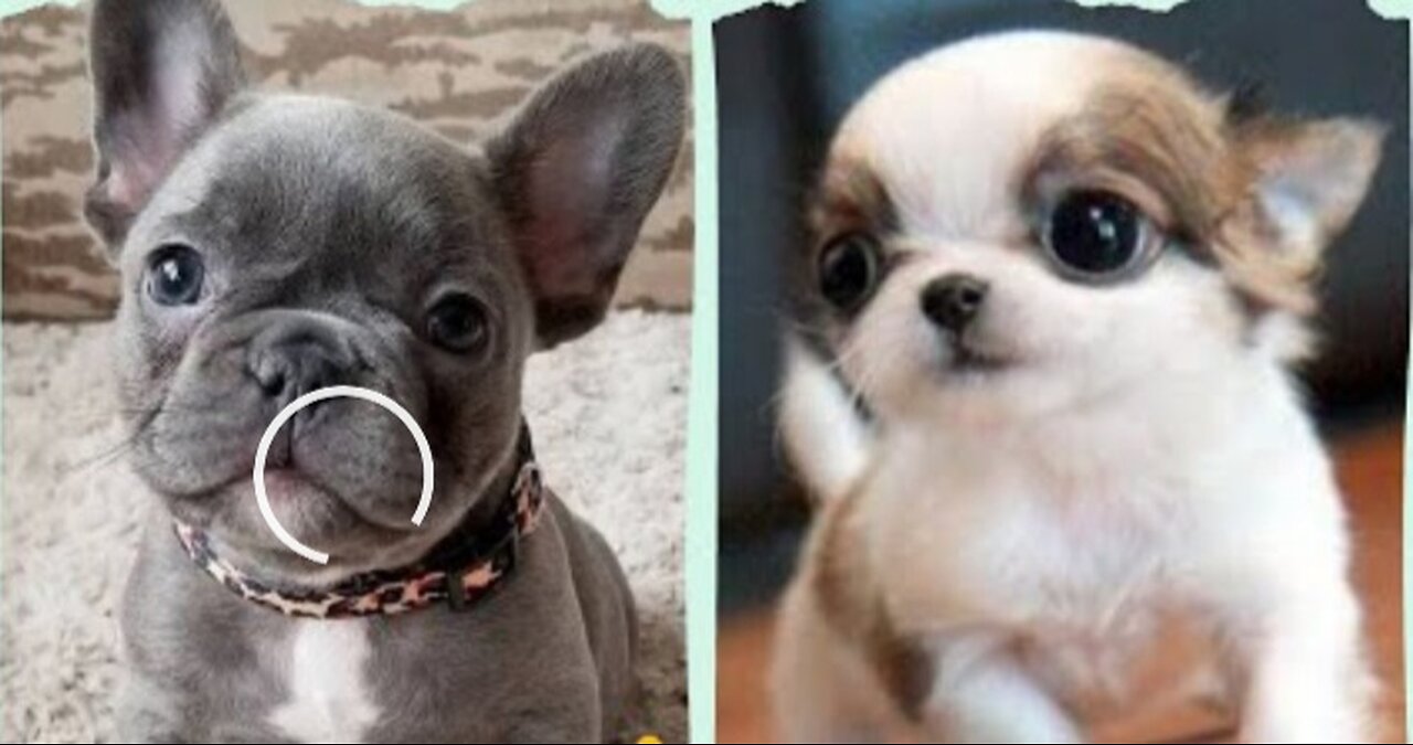 Cute animal's