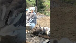 Baby guinea fowl sleep with protective mother goose