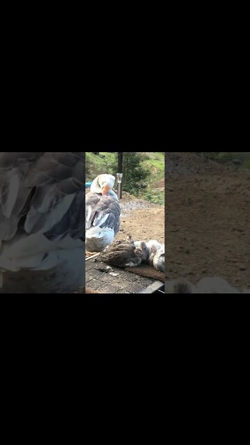 Baby guinea fowl sleep with protective mother goose
